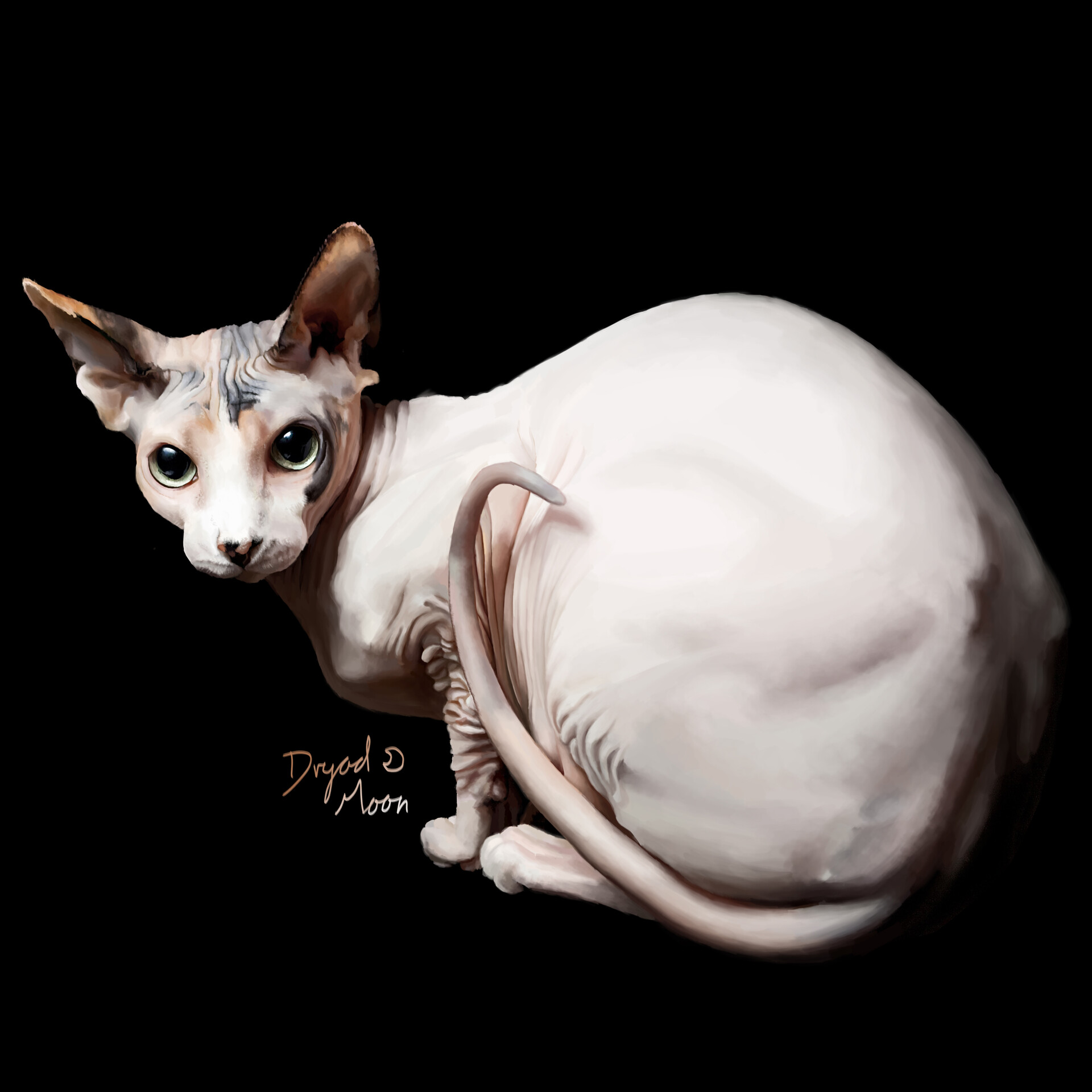 Черный сфинкс кошка