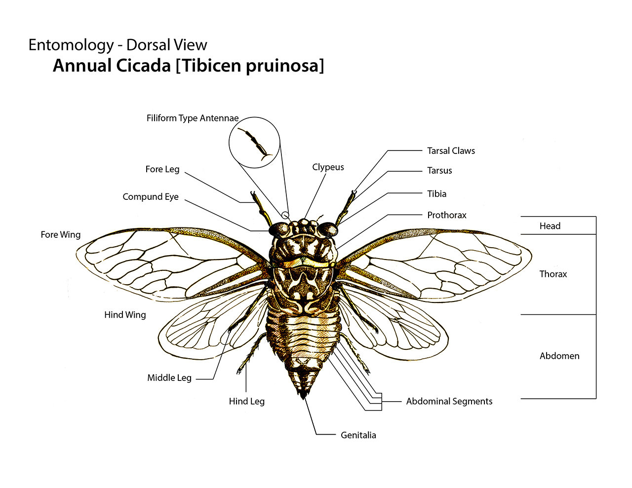 ArtStation - Cicada