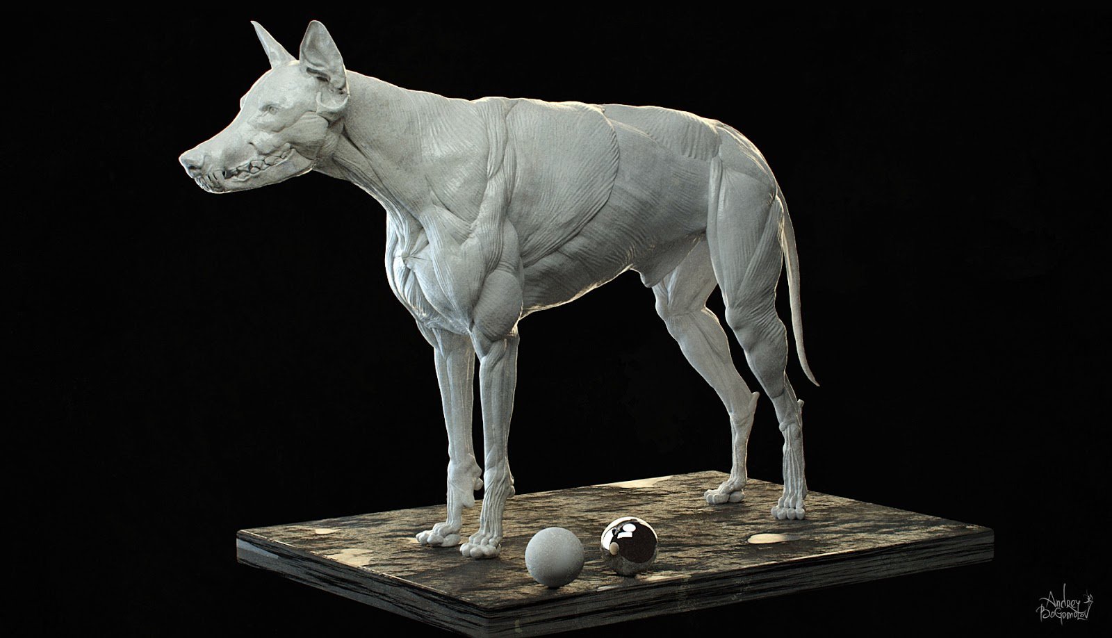ArtStation - Wolf/Dog muscle system, Andrey Bogomolov