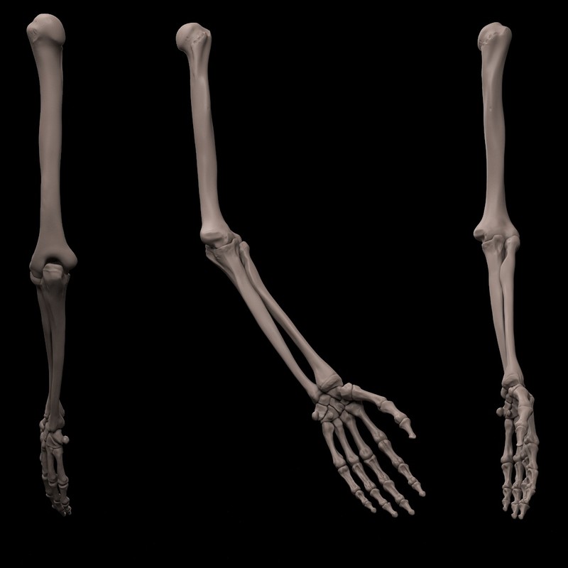 Skeleton