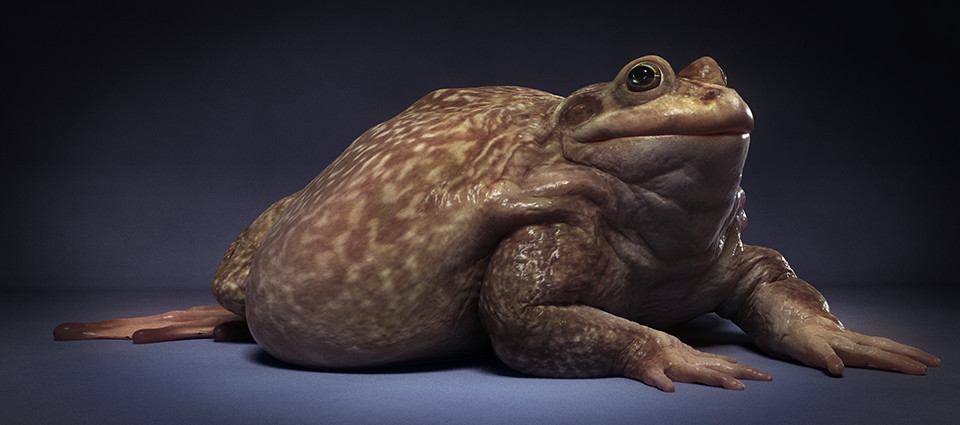 ArtStation - Bulltoad, Pedro Vasconcellos