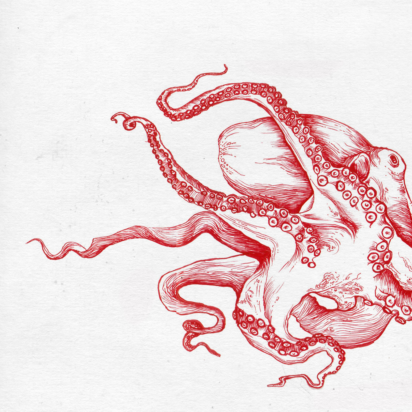 Octo, Mandy Anselmo 