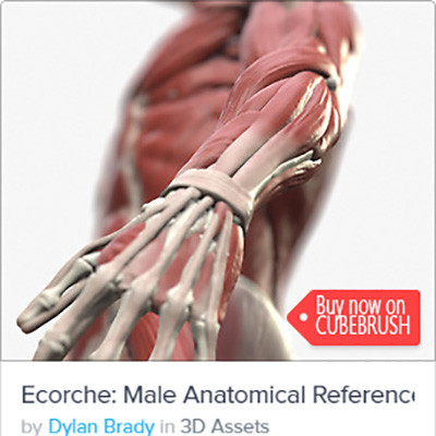 Ecorche: Male Anatomical Reference - http://cbr.sh/kkgpwi