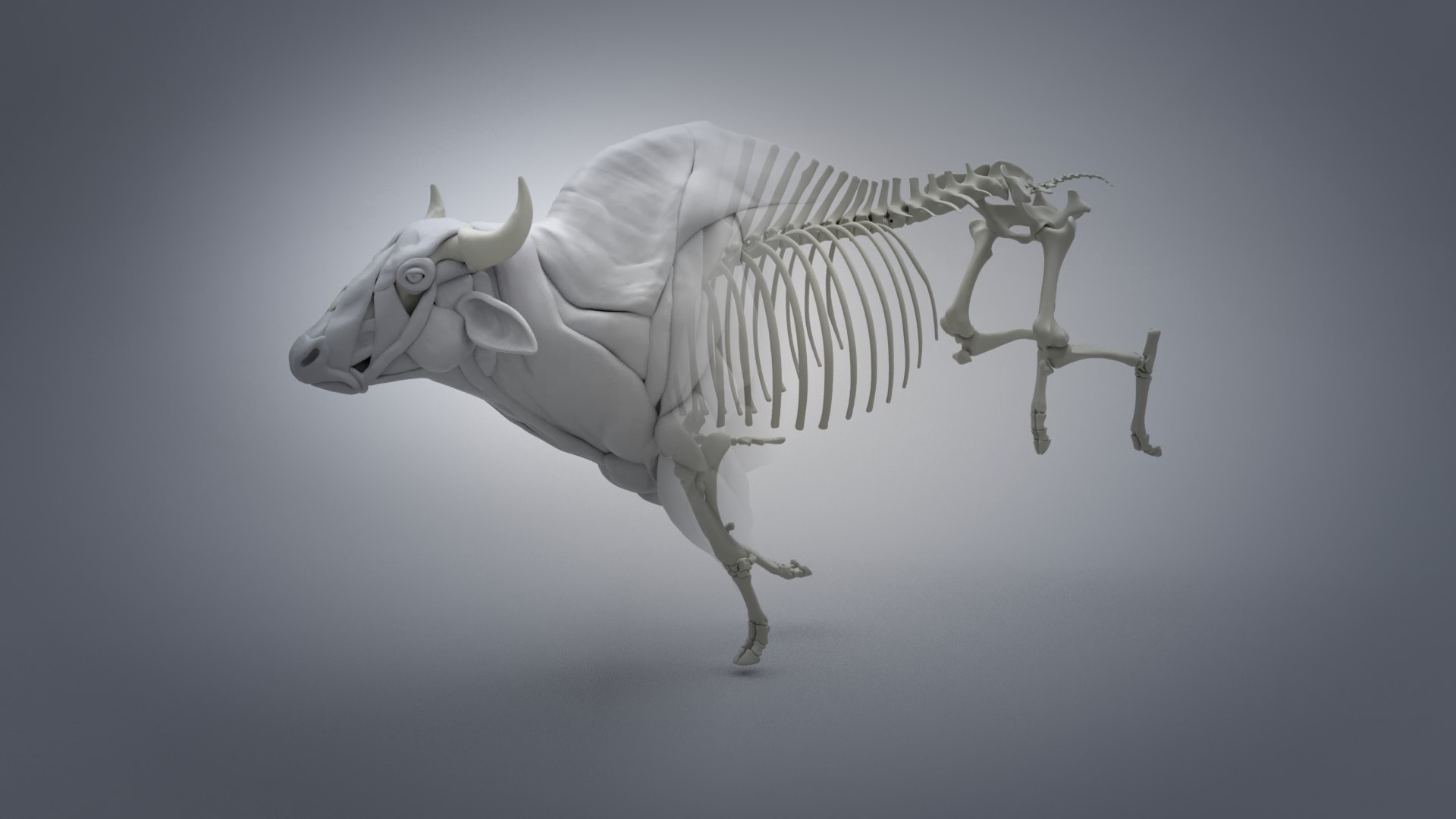 ArtStation - Bison Study n°2 : Ziva Muscles Simulation, Nicolas MOREL