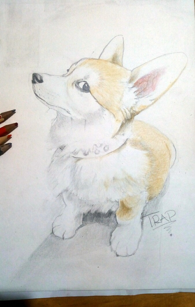 cute puppy sketch