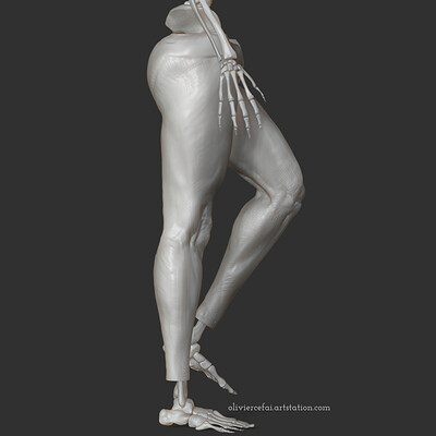 Leg fragment - Anatomy study