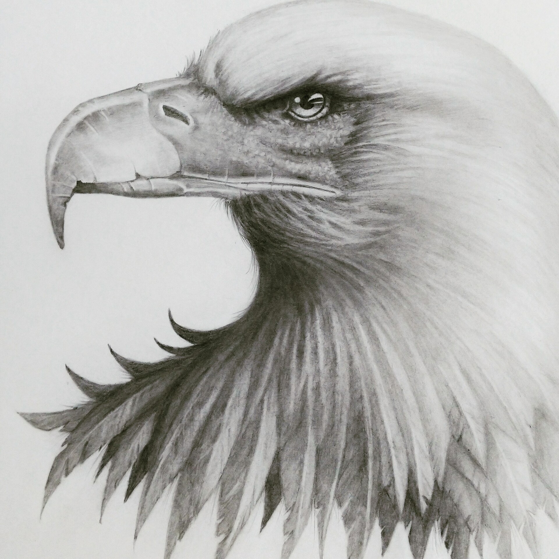 ArtStation - Eagle