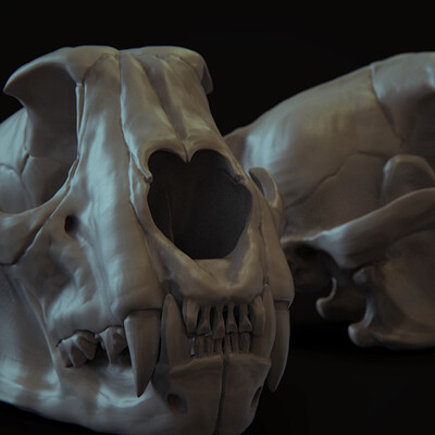 Cheetah Skull Anatomy Study