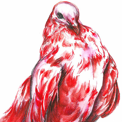 Elena lam watercolor pinkpigeon