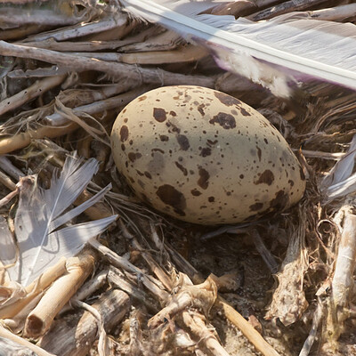 Dmytro dokunov 2019 07 16 19 00 06 85 nest with an egg 3d model by dokunod dokunod sketchfab