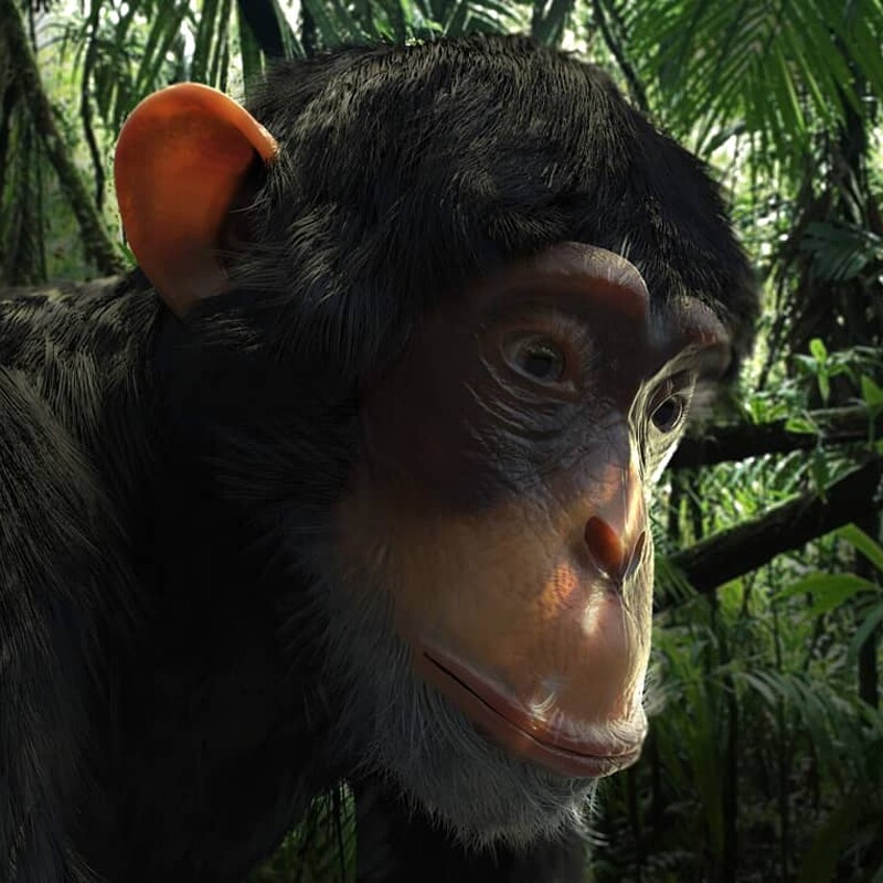 Chimpanzee 3D-Model