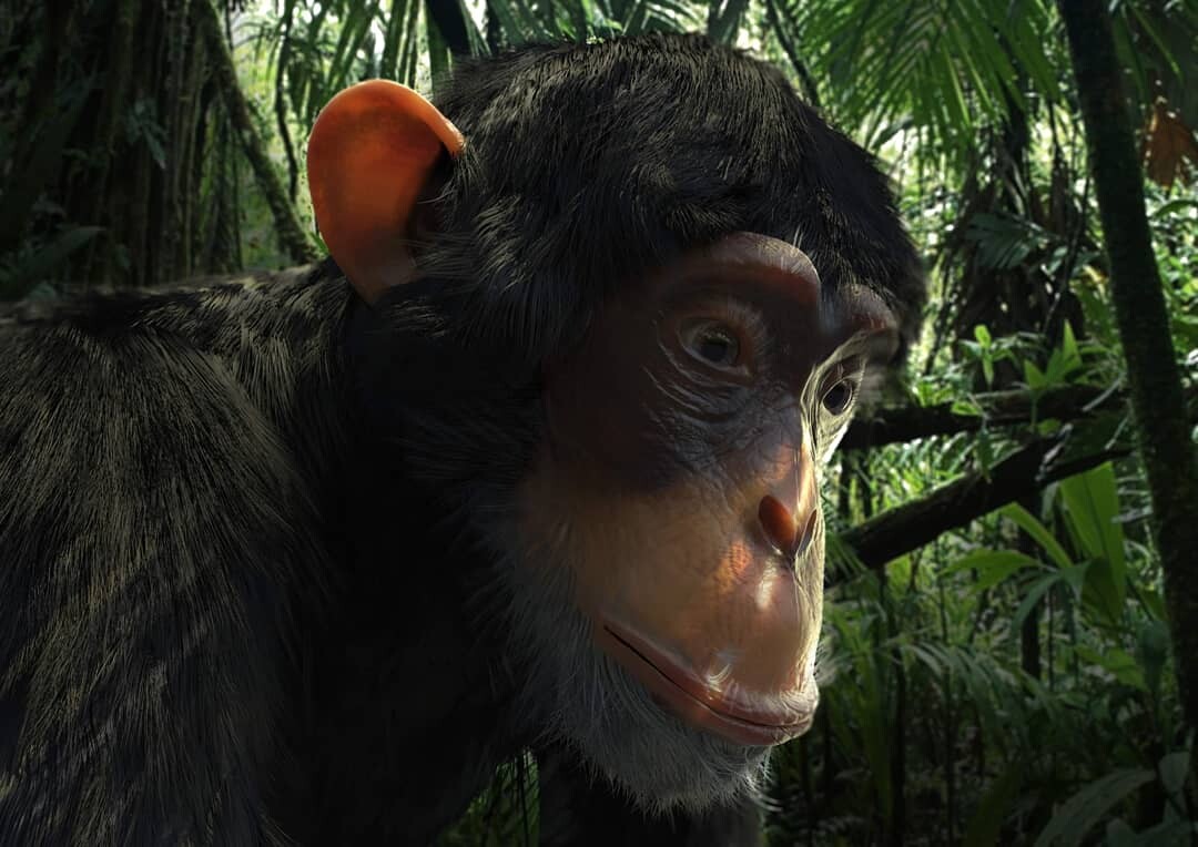 Chimpanzee 3D-Model