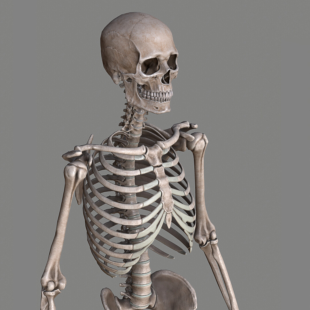 Поверхность скелета. Скелет человека. Скелет 3д. Скелет человека картинка.