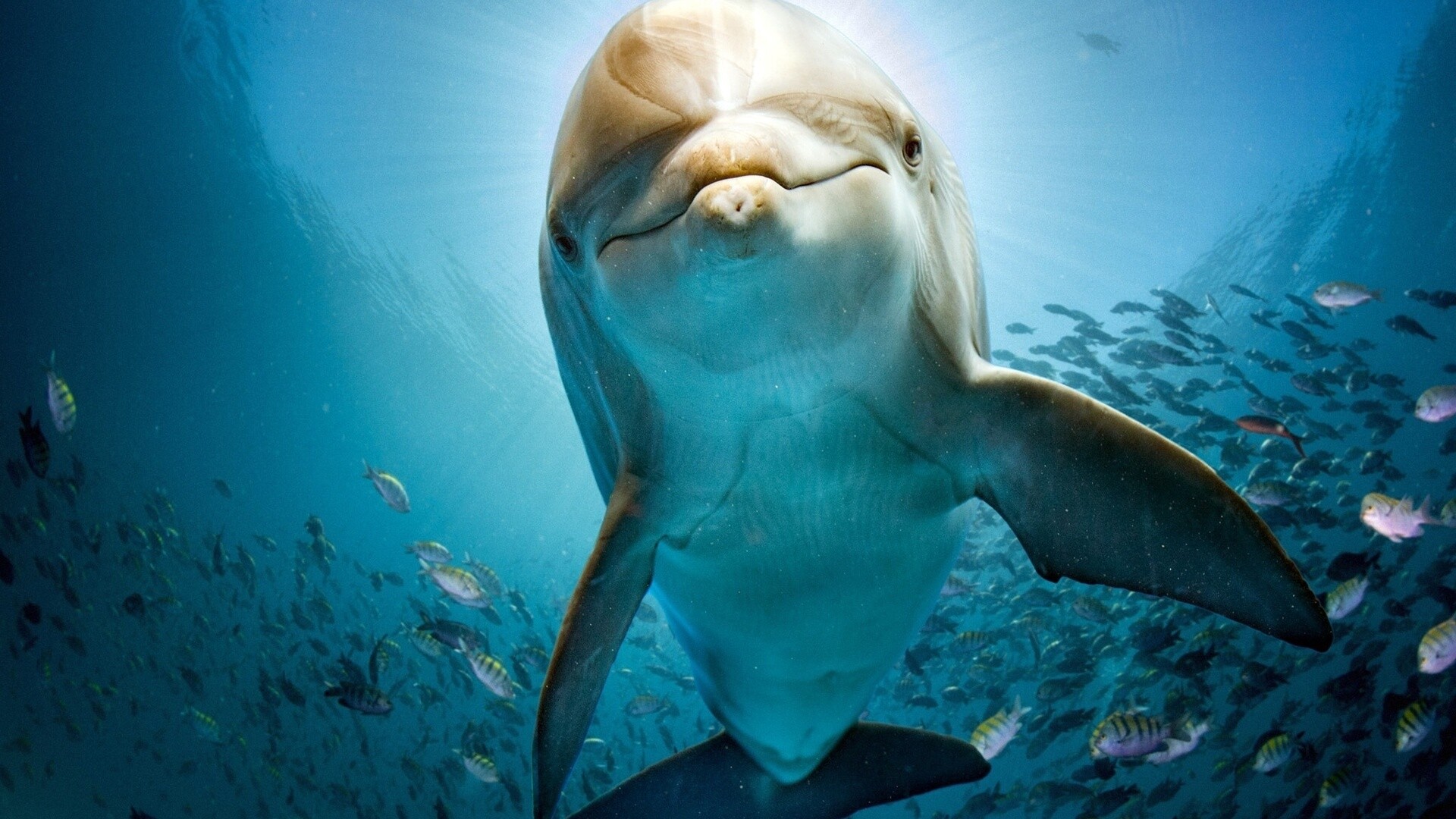 Подводный мир океана дельфины