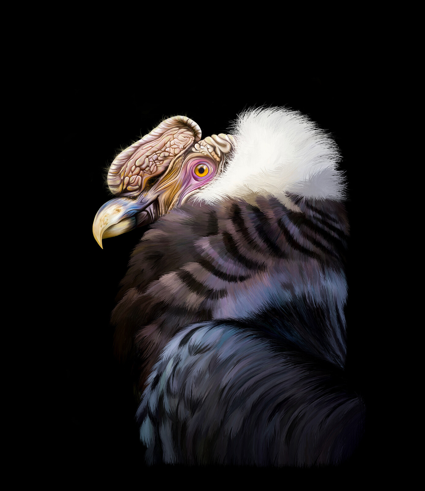 The Andean Condor - Painting