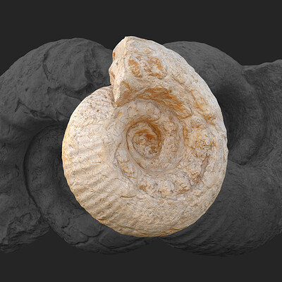 Ammonite Fossils - Photogrammetry Scans