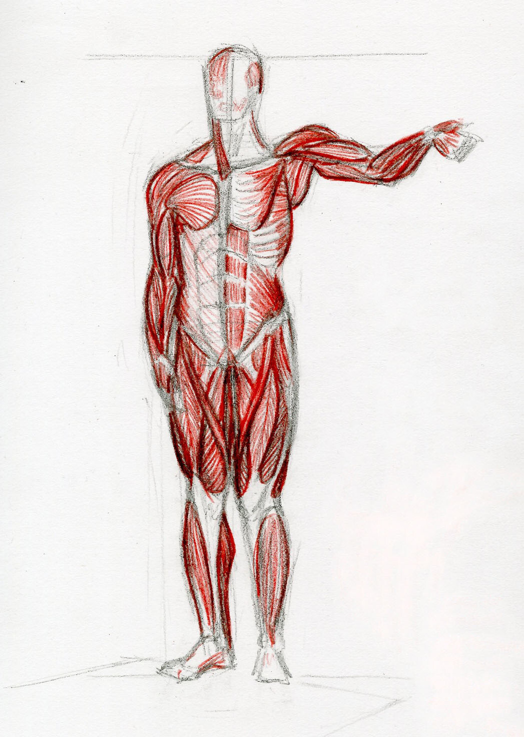 Anatomy Studies