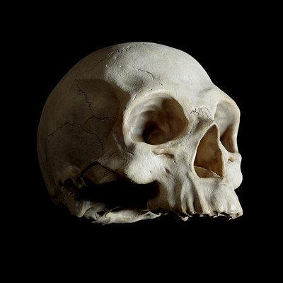 Human Skull Study [Sculpt, Texture, Render, 3D Print]