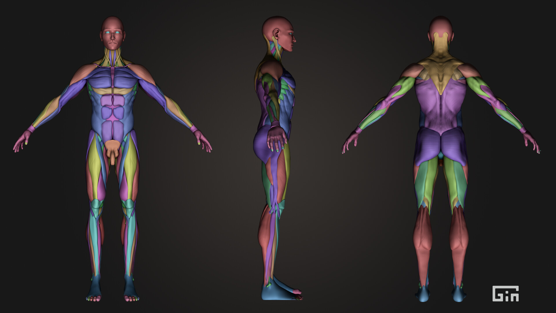 ArtStation - Anatomy - Woman and Man