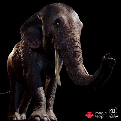 Damian kwiatkowski elephantthumb