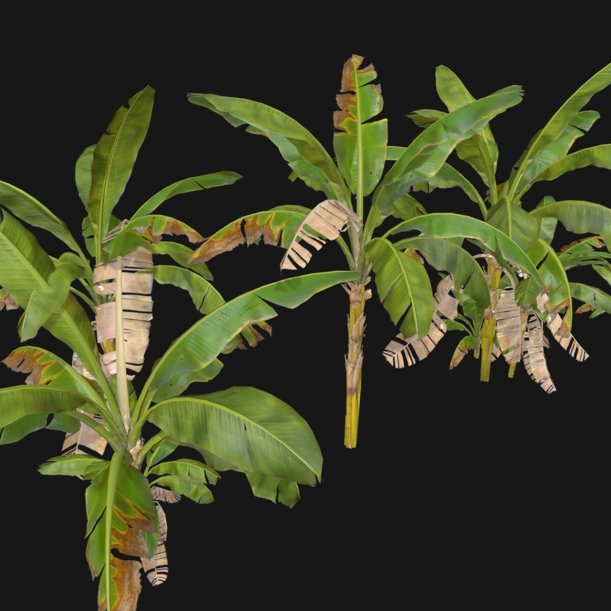 ArtStation - Banana Trees Assets