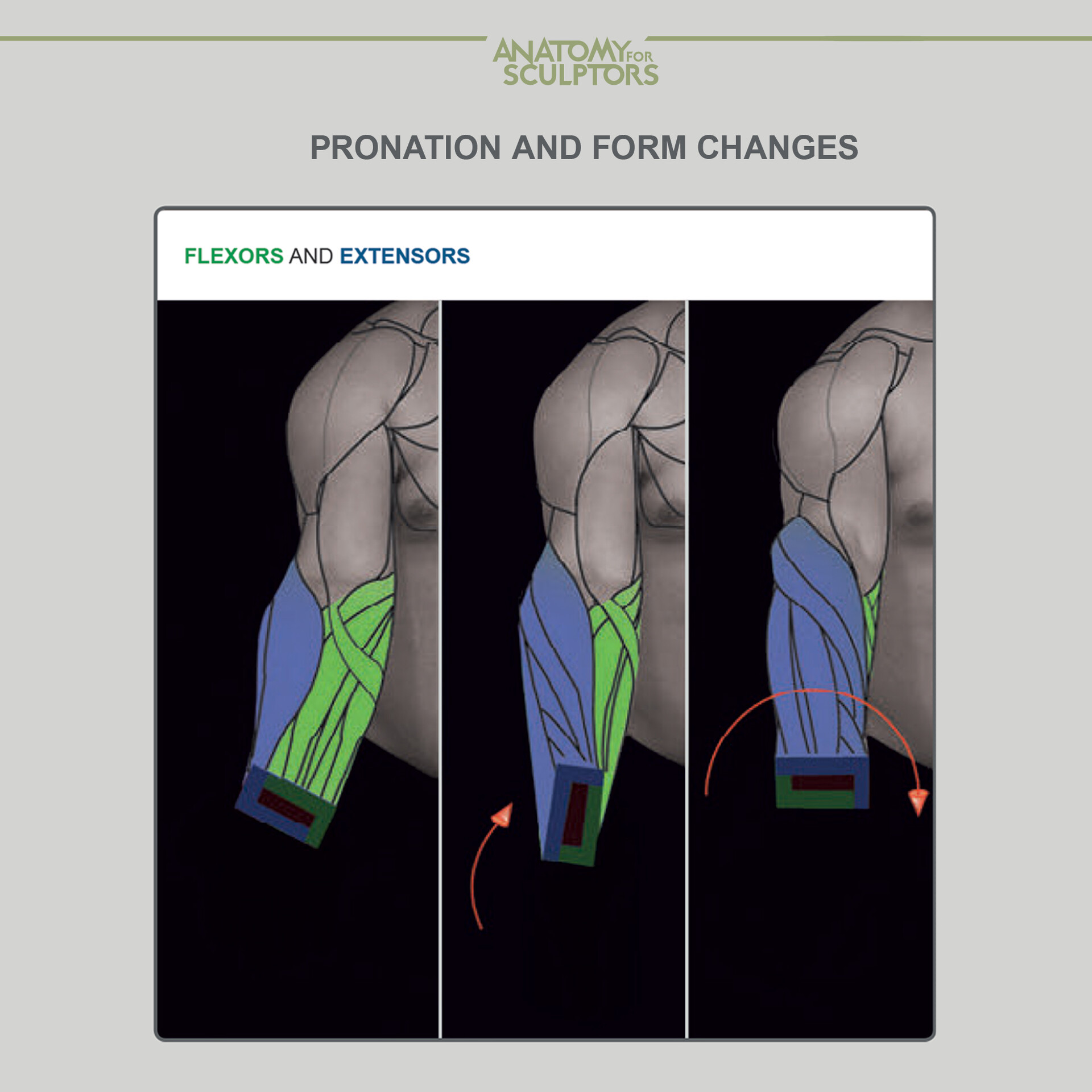 Flexors and Extensors Biology Diagrams