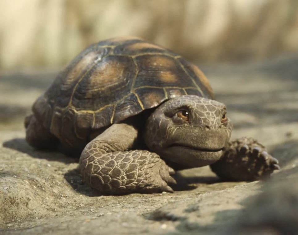 Tortoises - Free Range VFX