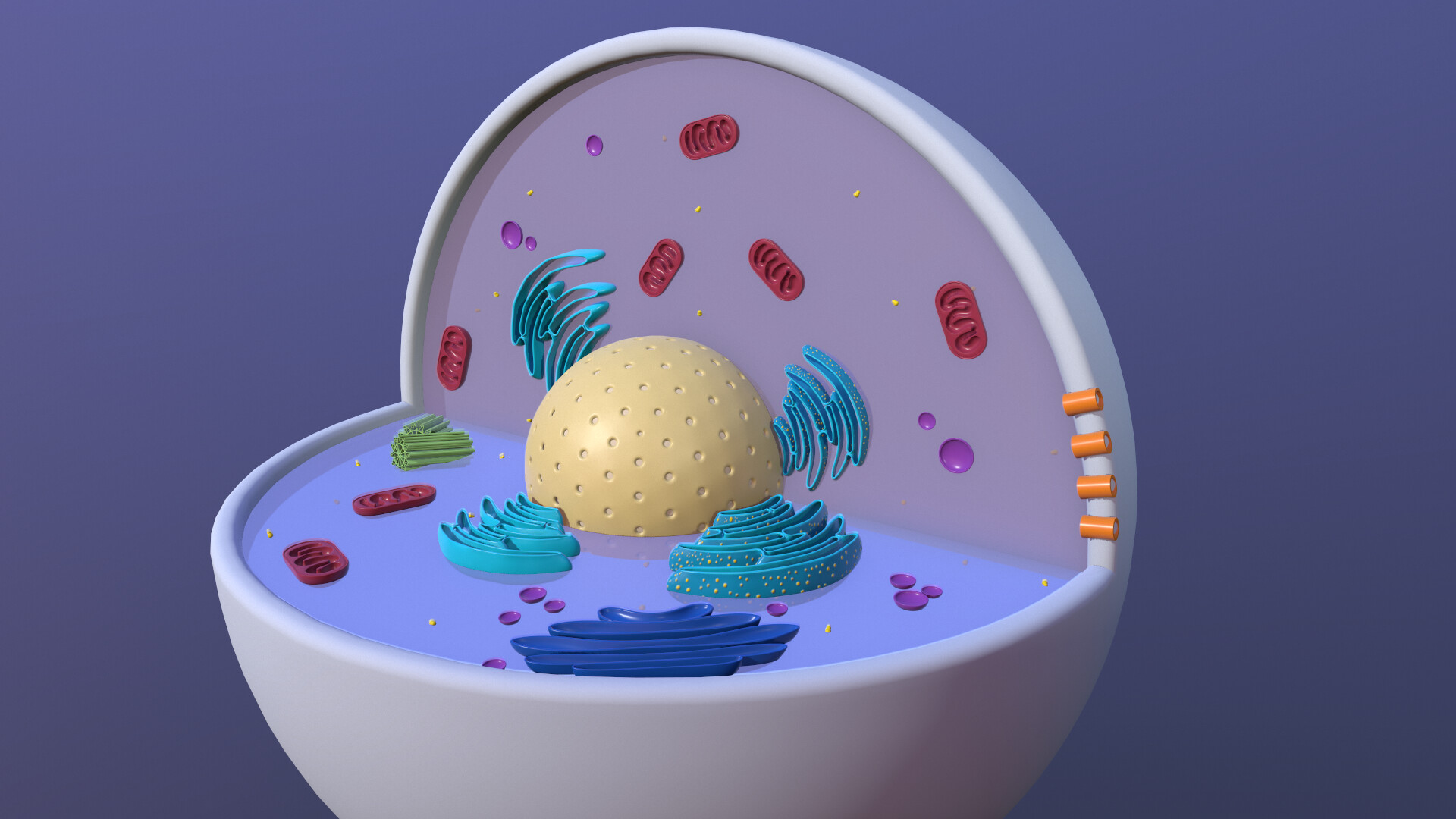 ArtStation - Animal Cell with Organelles