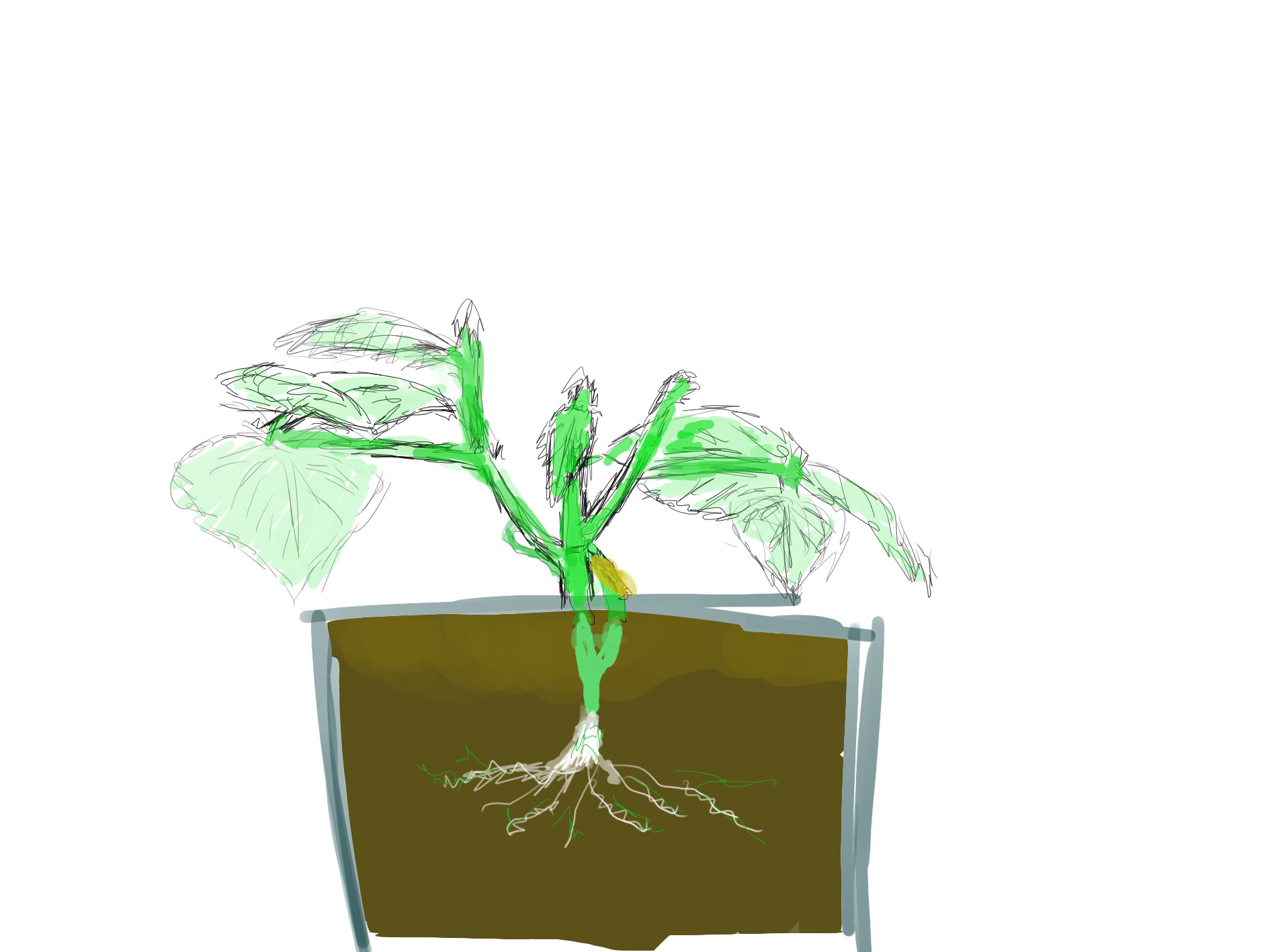 ArtStation Kidney bean time lapse