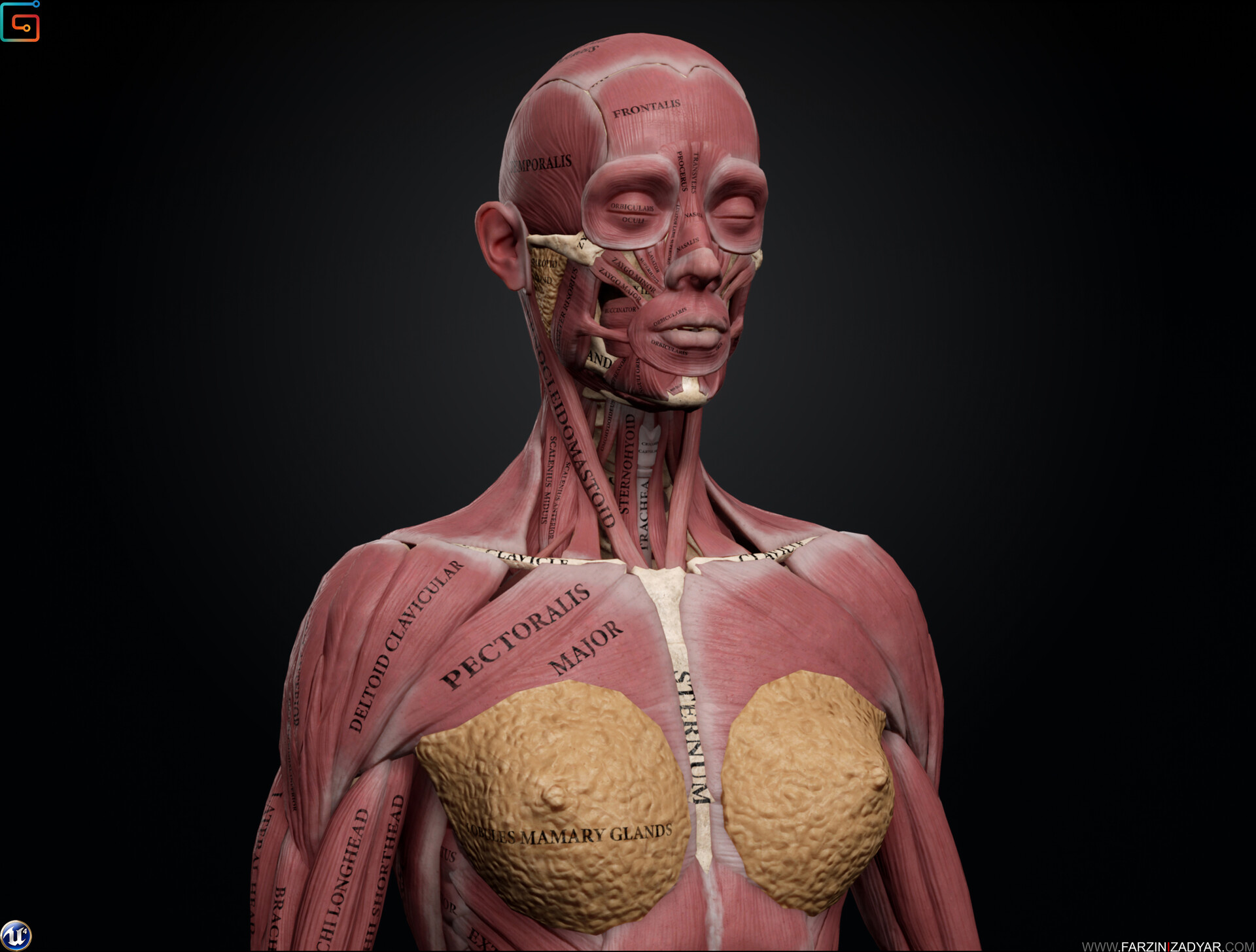 ArtStation - Female Anatomy Kit, Mahdi Khouei