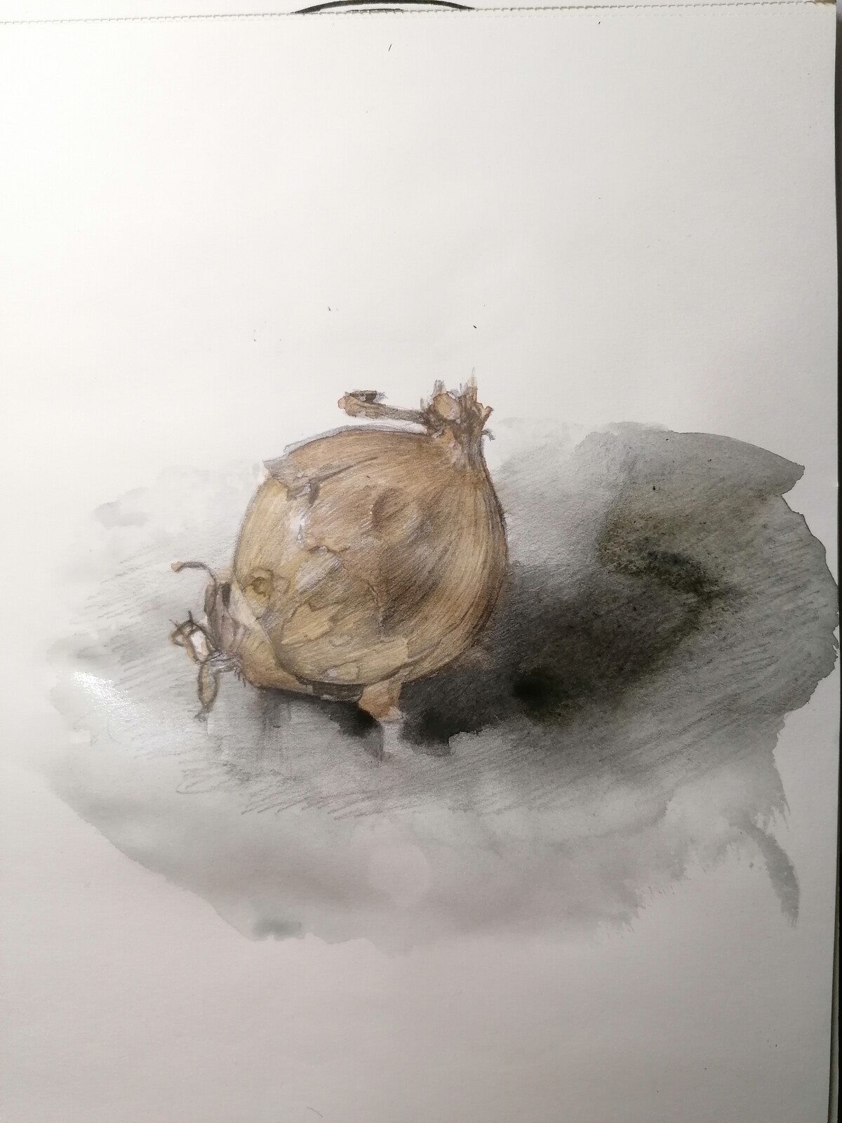 Onion sketch