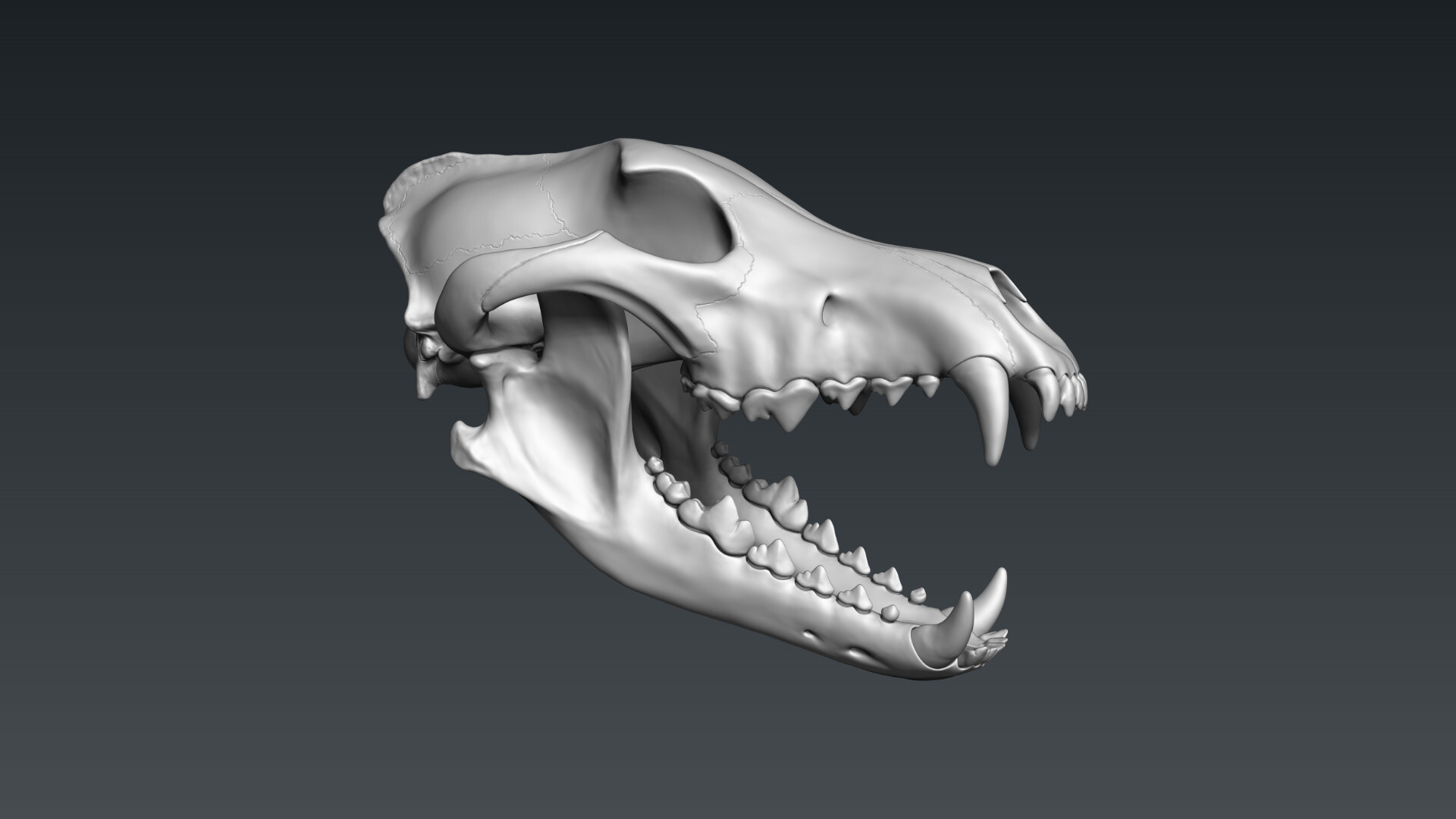 Фурсьют череп волка 3d модель