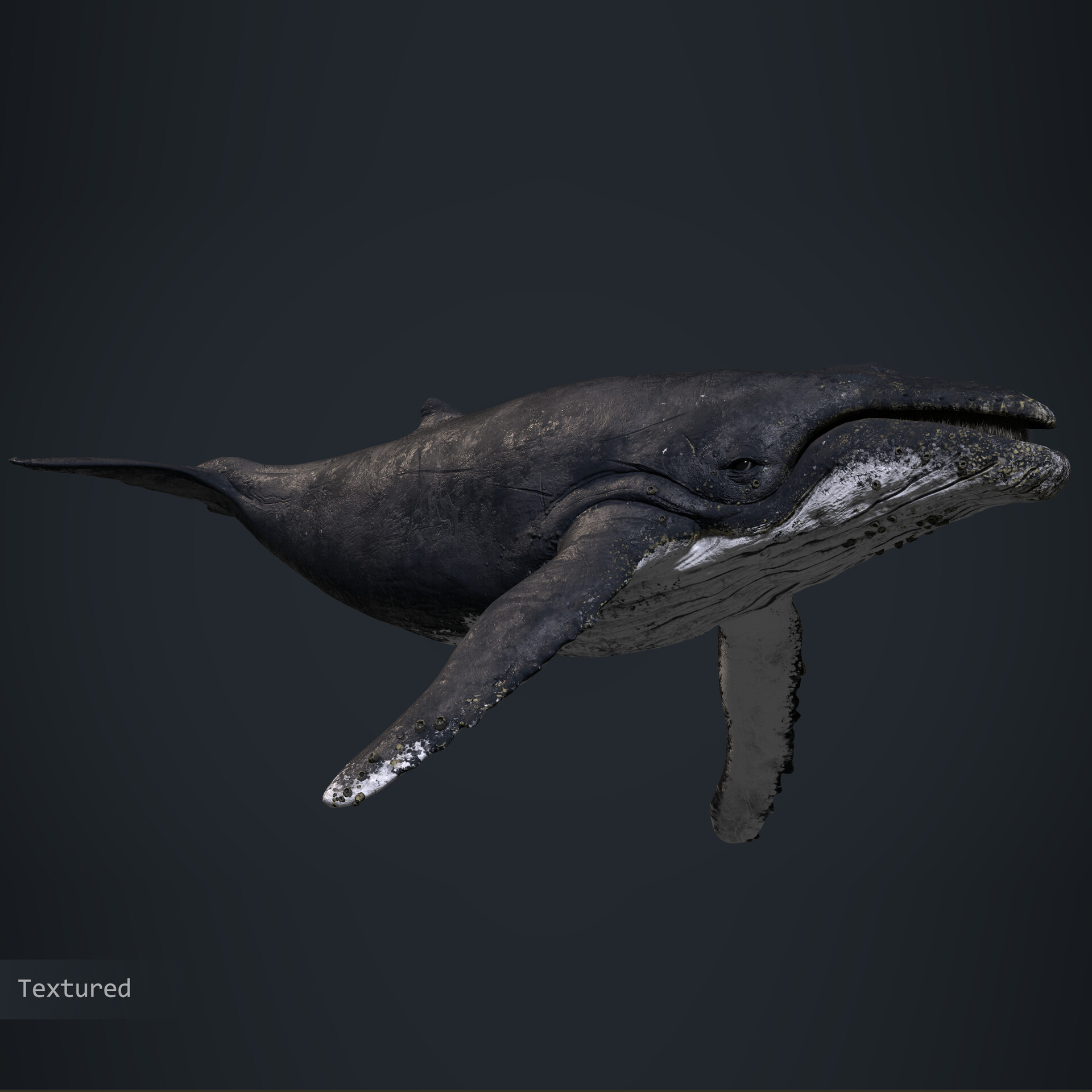 ArtStation - Humpback Whale