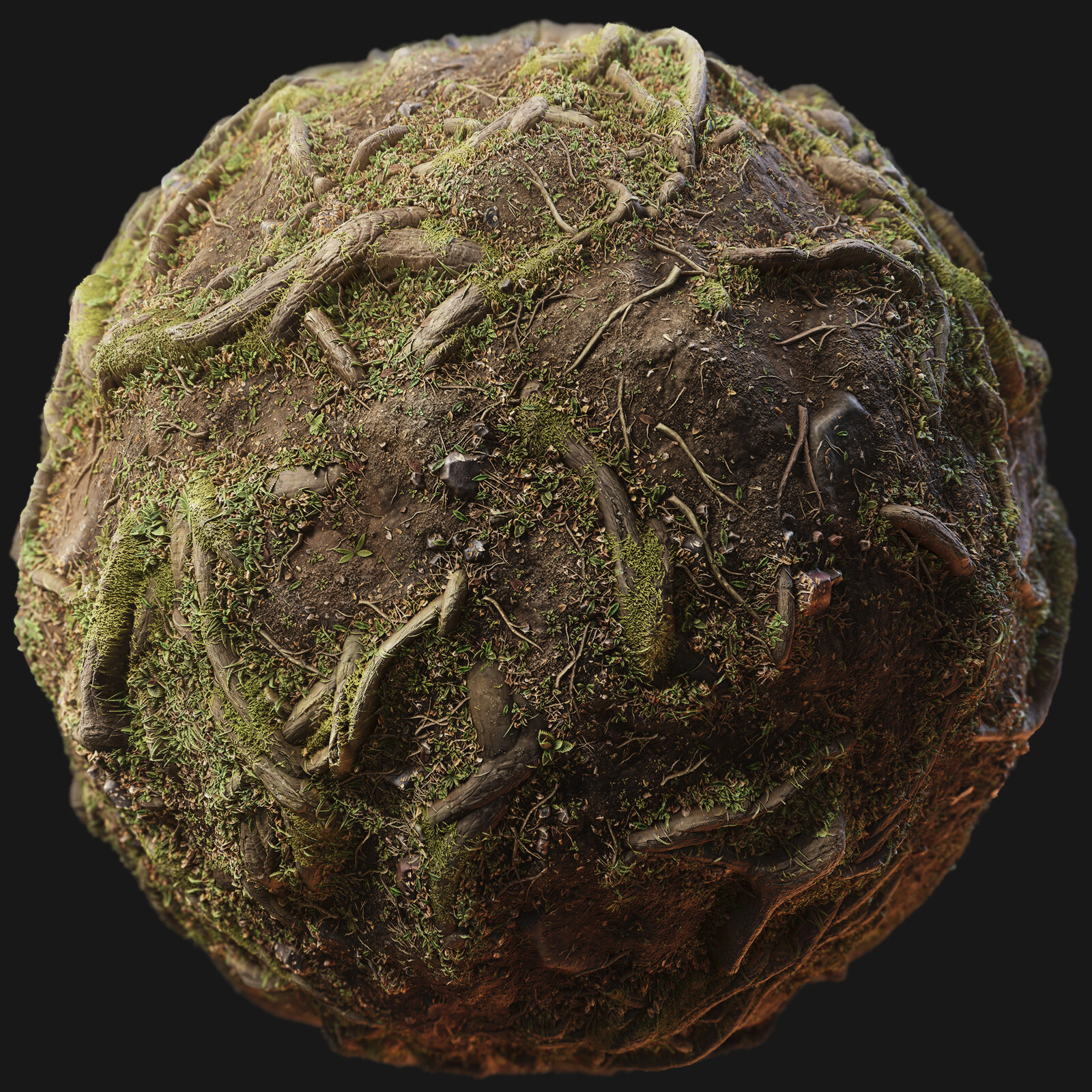 Forest Roots
