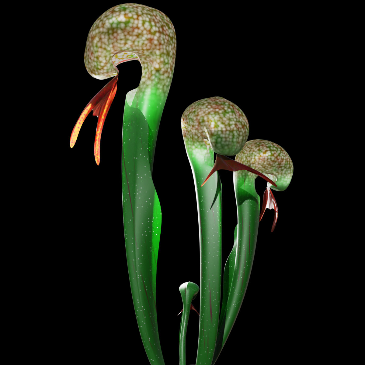 Цветок кобра. Дарлингтония. Дарлингтония растение хищник. Cobra Lily. Растение Кобра.