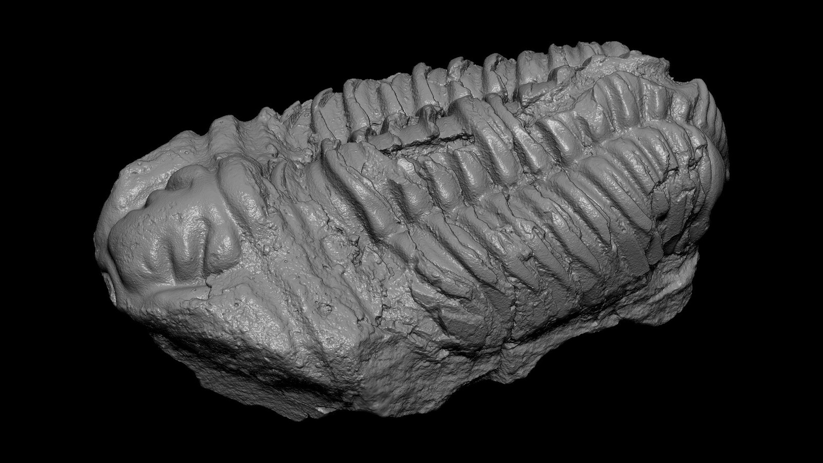 Trilobite Fossil
