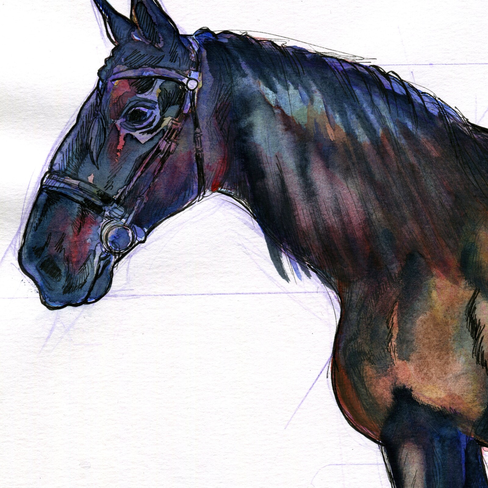 Kladruber Horse Watercolour Study