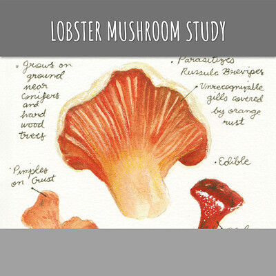 Lobster Mushroom Study