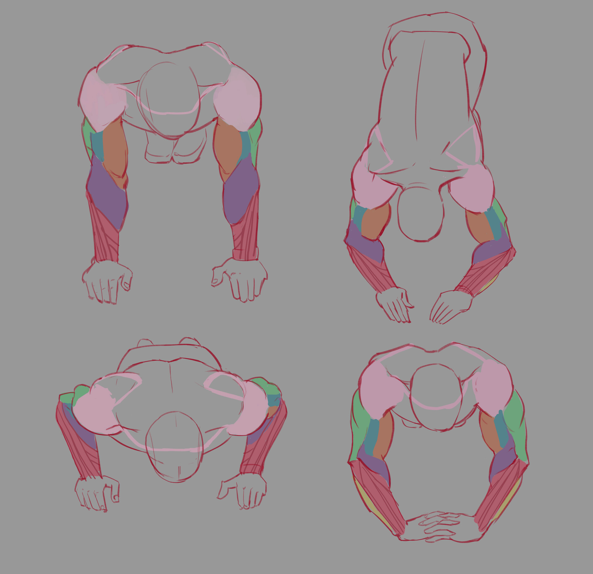 ArtStation - Daily Practice - January 2021 - The Anatomy of Arms And Hands