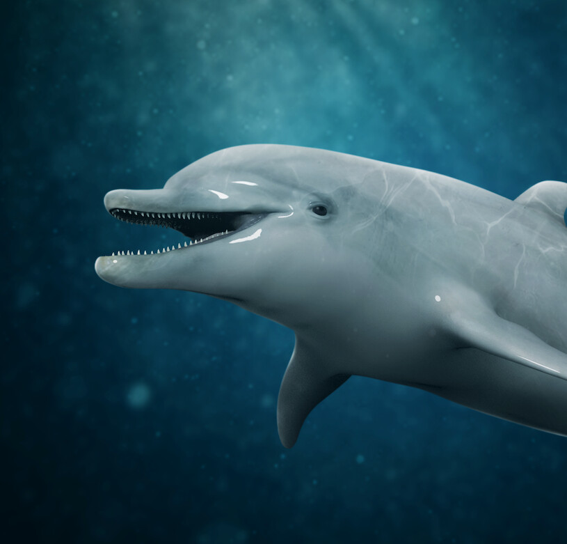 ArtStation - Bottlenose Dolphin