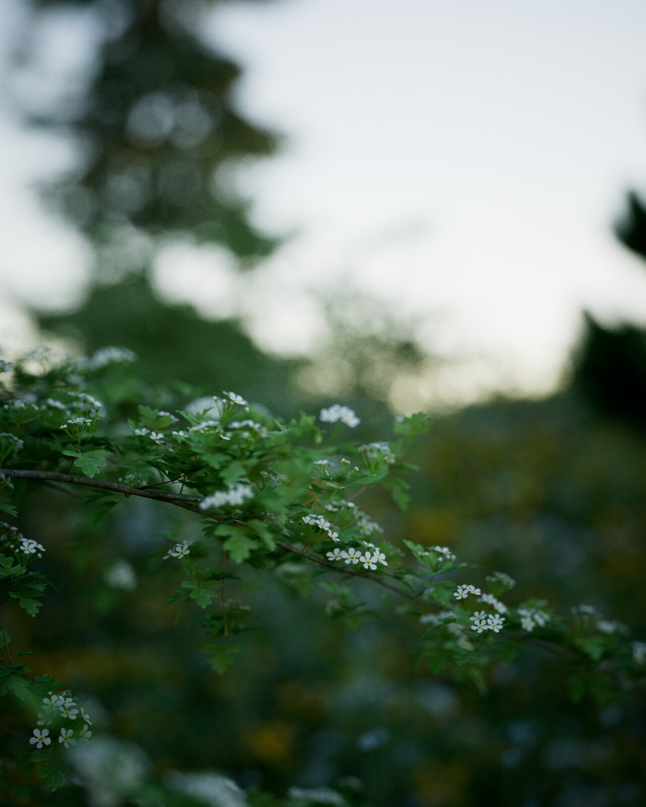 Meadow/Field/Nature Renders - 35mm emulation