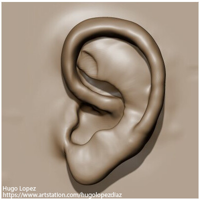 ArtStation - 3D Sculpt: Ears