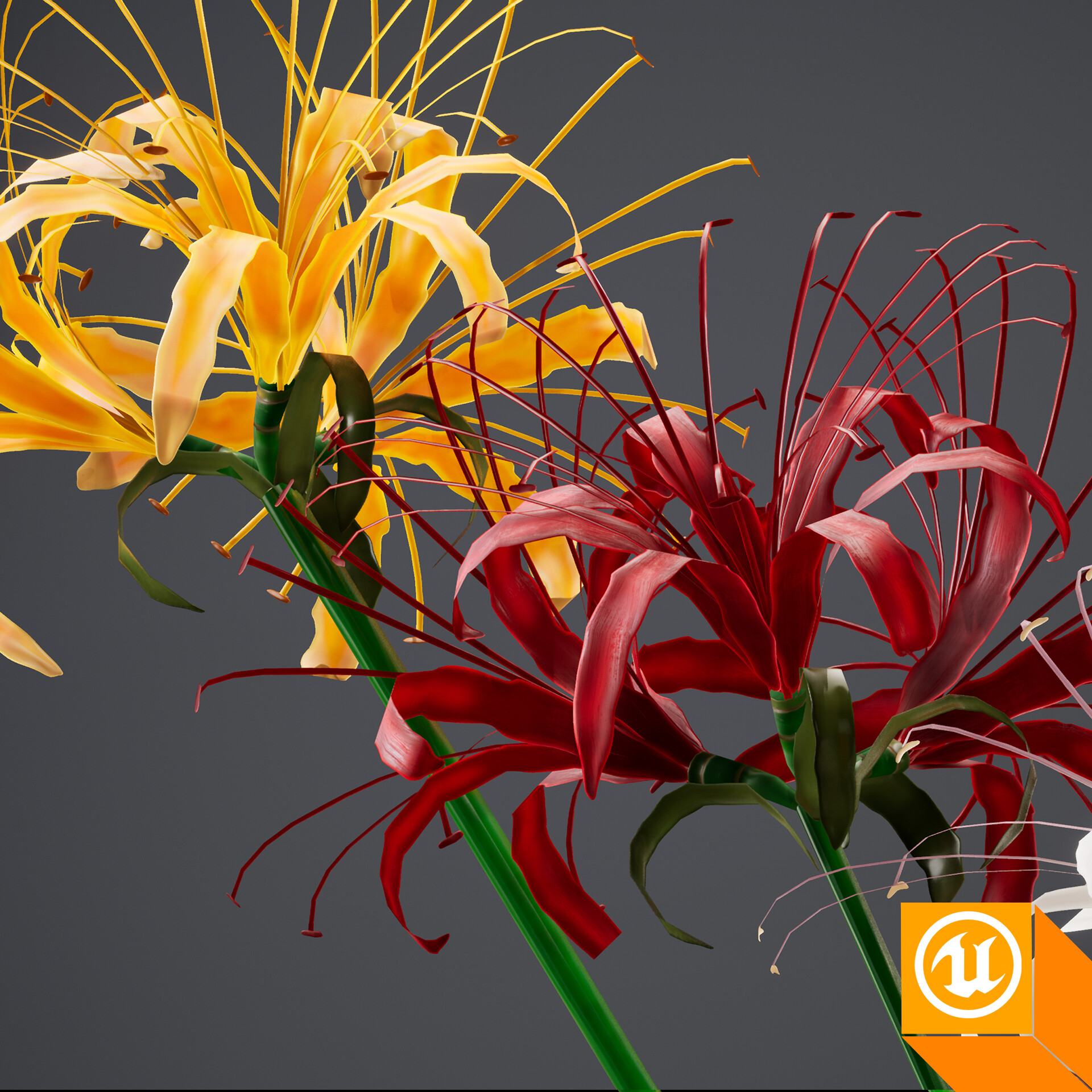 Spider Lily By Jeffrey Garcia Spider Lily By Jeffrey Garcia