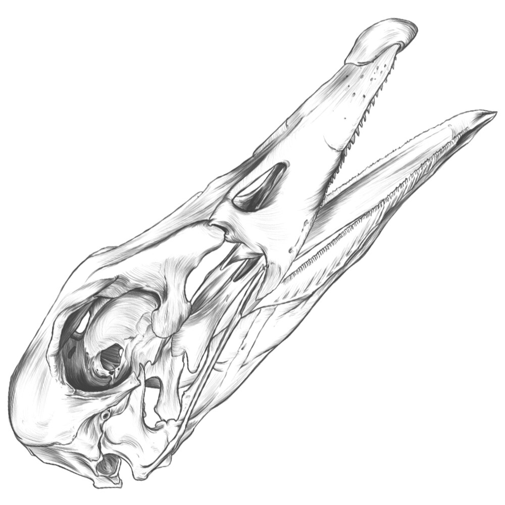 ArtStation Duck skull drawing.