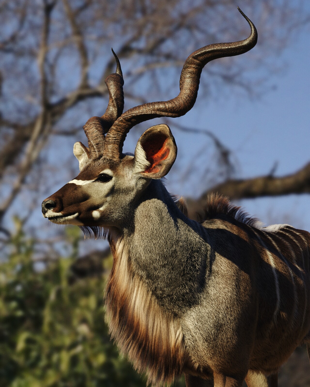 Kudu Bull