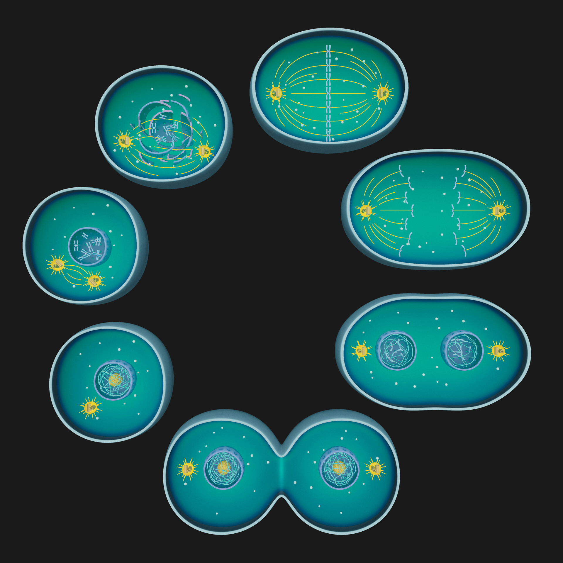 Phases of Mitosis Biology Diagrams