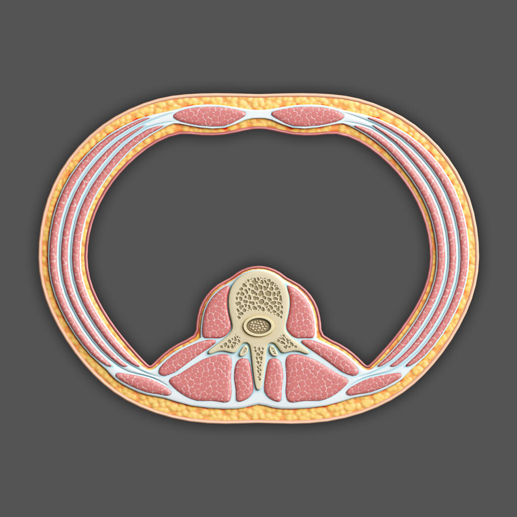 ArtStation - Abdomen Transverse Cross-Section