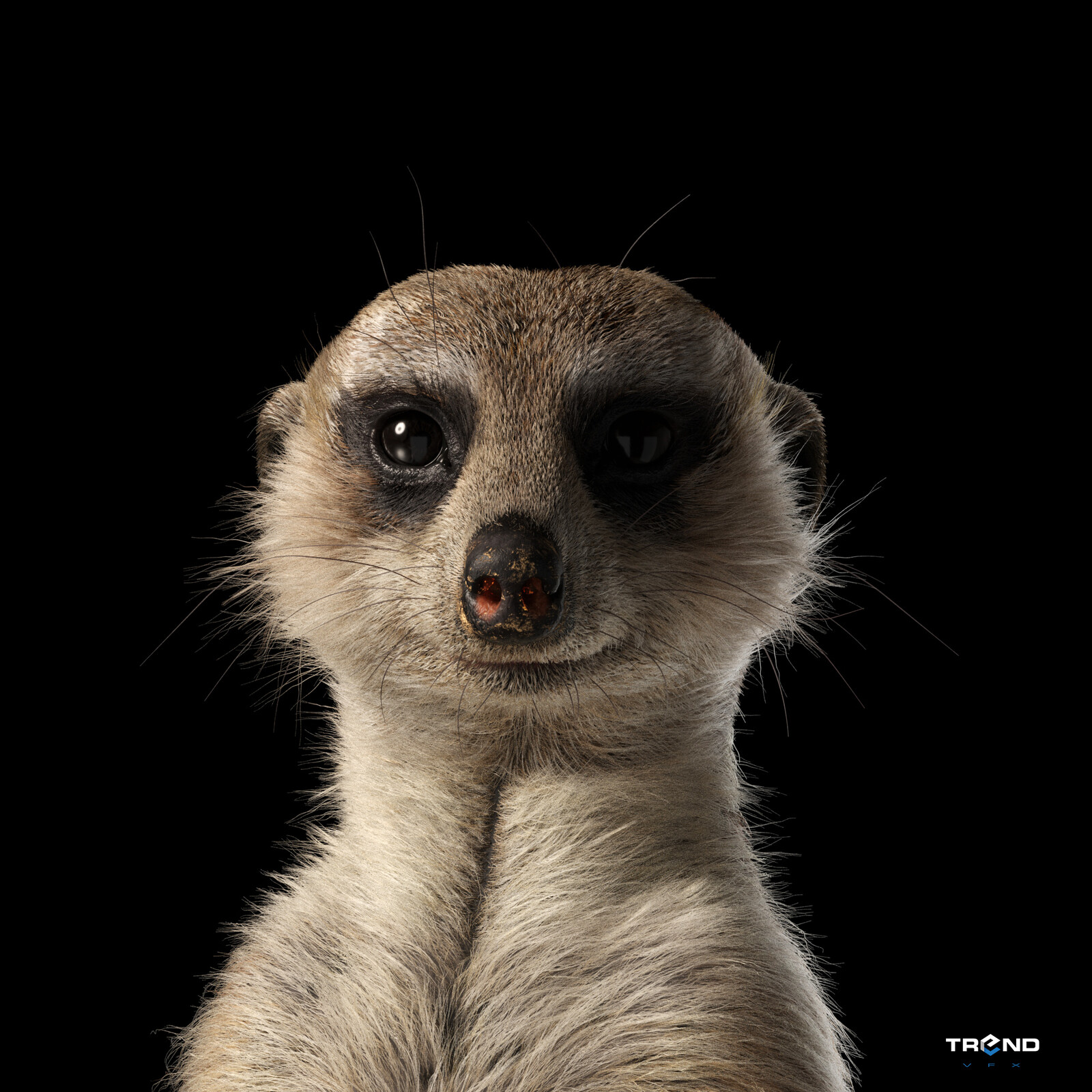 Meerkat