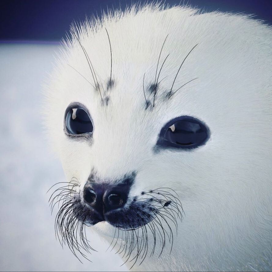 ArtStation Game ready Harp seal