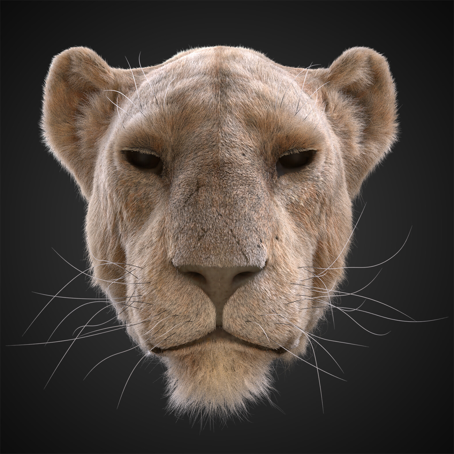 ArtStation - Lion (Grooming)